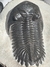 Trilobita Fóssil Hollardops REF017 na internet