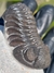Trilobita Fóssil Phacops REF064 - comprar online