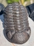 Trilobita Fóssil Phacops REF064 na internet