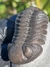 Trilobita Fóssil Phacops REF064 - Fósseis Brasil