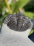 Trilobita Fóssil Phacops REF064 - loja online