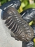 Imagem do Trilobita Fóssil Phacops REF064