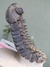 Trilobita Fóssil Drotops REF019 - loja online