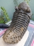 Trilobita Fóssil Drotops REF019 - comprar online