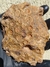 Coral Fóssil REF010