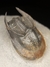 Trilobita Fóssil Harpes REF002 - Fósseis Brasil