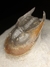 Trilobita Fóssil Harpes REF002