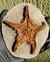 Estrela-do-mar Fóssil Ordoviciano (Asteroidea) REF014
