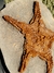 Estrela-do-mar Fóssil Ordoviciano (Asteroidea) REF014 - comprar online