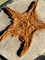 Estrela-do-mar Fóssil Ordoviciano (Asteroidea) REF014 na internet