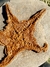 Estrela-do-mar Fóssil Ordoviciano (Asteroidea) REF014 - Fósseis Brasil
