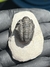 Trilobita Gerastos REF100