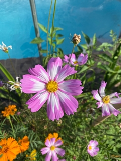 Semillas Cosmos