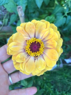 Semillas de Zinnias