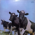 Pink Floyd – Atom Heart Mother - Supergroove Records Brasil