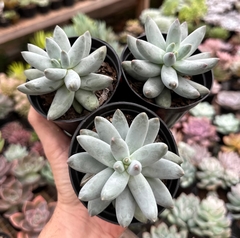 Pachyphytum Mexicano (Pote 9) - FLOR DE PEDRA - Loja virtual 