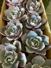 Echeveria After Glow pote 11