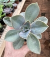 Echeveria Metalica (Pote 11)