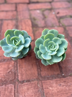 Echeveria Morvan (Pote 11)