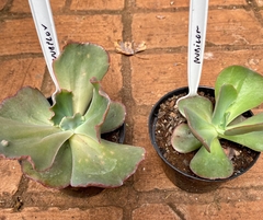 Echeveria Nubilun (Pote 11) na internet