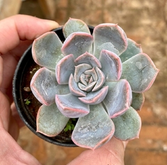 ECHEVERIA ORION (Pote 9) na internet