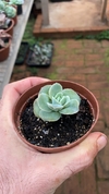 Graptoveria Lovely Rose (Pote 9)