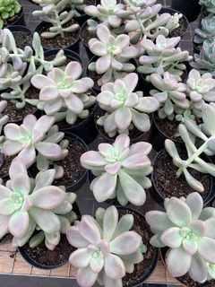 graptoveria ellen pote 9