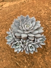 E. lulu (Pote 9)