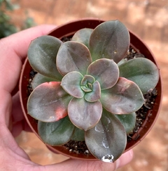 Echeveria Croma (Pote 9 ) - FLOR DE PEDRA - Loja virtual 