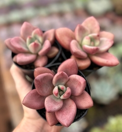 Graptoveria Ruby Donna (Pote 9) na internet