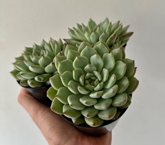 Echeveria Cuspidata zaragozoae (Pote 9) - comprar online