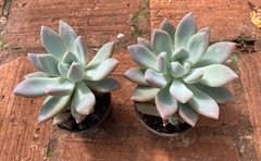 Echeveria Opalina (Pote 11) na internet