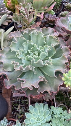 Echeveria Curls (pote 11) - FLOR DE PEDRA - Loja virtual 