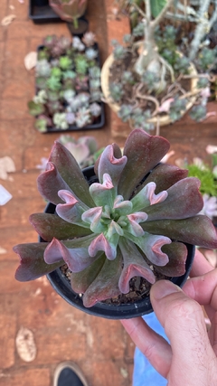 Echeveria Darck Vader (Pote 11) - FLOR DE PEDRA - Loja virtual 