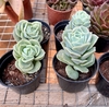 Graptoveria Lovely Rose pote 9 Tamanho Grande