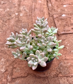 Sedum Mirinae (Pote 9) na internet