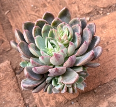 Echeveria Brisa (Pote 11) - comprar online