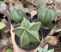 Astrophytum myriostigma nudum (Pote 9) - loja online