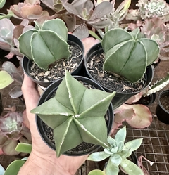 Astrophytum myriostigma nudum (Pote 9) - FLOR DE PEDRA - Loja virtual 