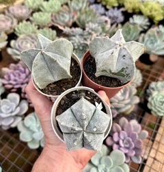 Astrophytum Myriostigma (Pote 9) - FLOR DE PEDRA - Loja virtual 