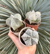 Astrophytum Myriostigma (Pote 9)