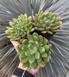 Imagem do Echeveria Frida Calo (pote 9)