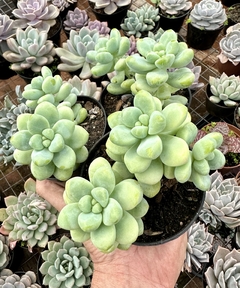 Sedum Treleasei (Pote 9)