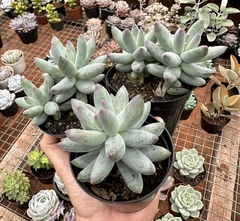 Pachyphytum Mexicano (Pote 9) na internet