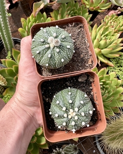 astrophytum asterias (Pote 9) - FLOR DE PEDRA - Loja virtual 