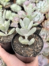 Cotyledon Orbiculata var. Oophylla (Pote 9 )