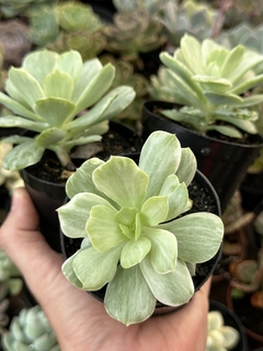 Mandala Citrus Variegata(Pote 9) - FLOR DE PEDRA - Loja virtual 