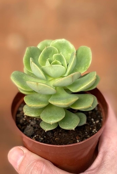 Echeveria Nicksana (Pote 9)