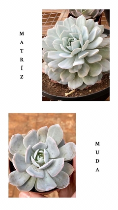 Echeveria Caly Argentea (Pote 9) na internet