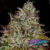 Apricot Candy x3 Paradise Seeds en internet